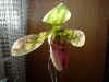 Orchides001.jpg (375951 octets)